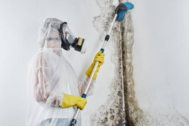 Best Bathroom Mold Remediation in Hebron, MD