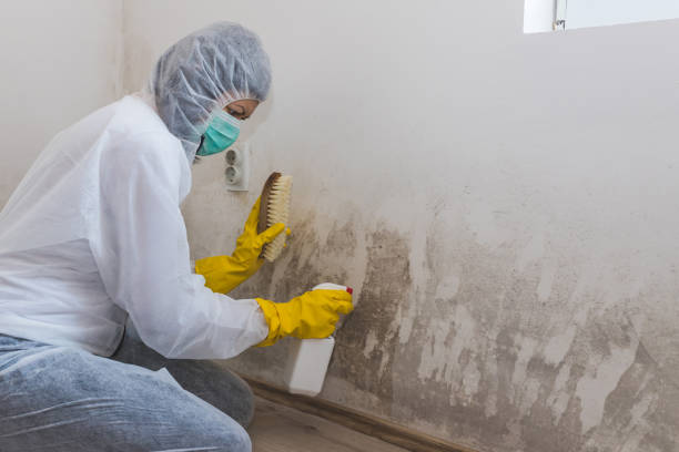 Best Mold Testing and Inspection Services in Hebron, MD