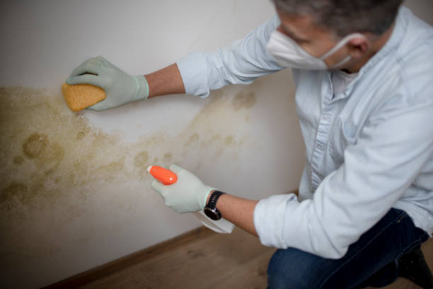 Best Basement Mold Remediation in Hebron, MD