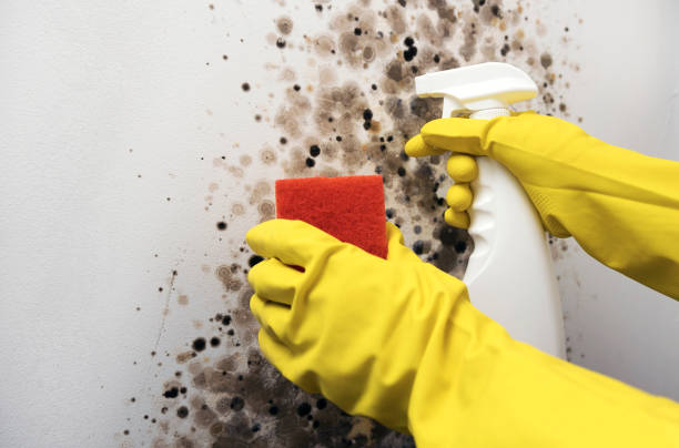 Best Mold Remediation for Specific Building Types in Hebron, MD